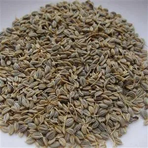 بذرسبزی جعفری