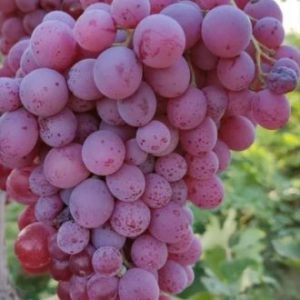 نهال انگور دیزماری