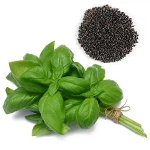 بذر سبزی مرزه