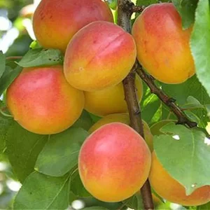 نهال زردآلو شاهرودی