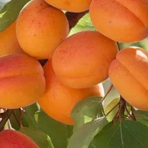 نهال زردآلو تخم مرغی