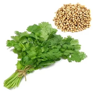 بذر سبزی گشنیز